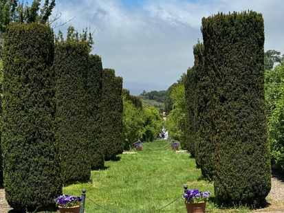 Taille de haies à Bédarieux