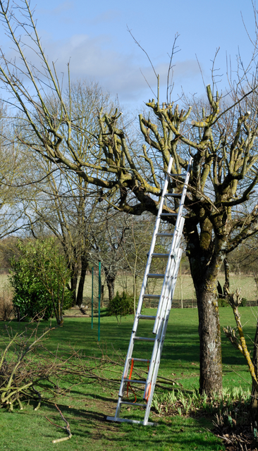 Élagage d'arbre à Bédarieux — DANTONI Multi services